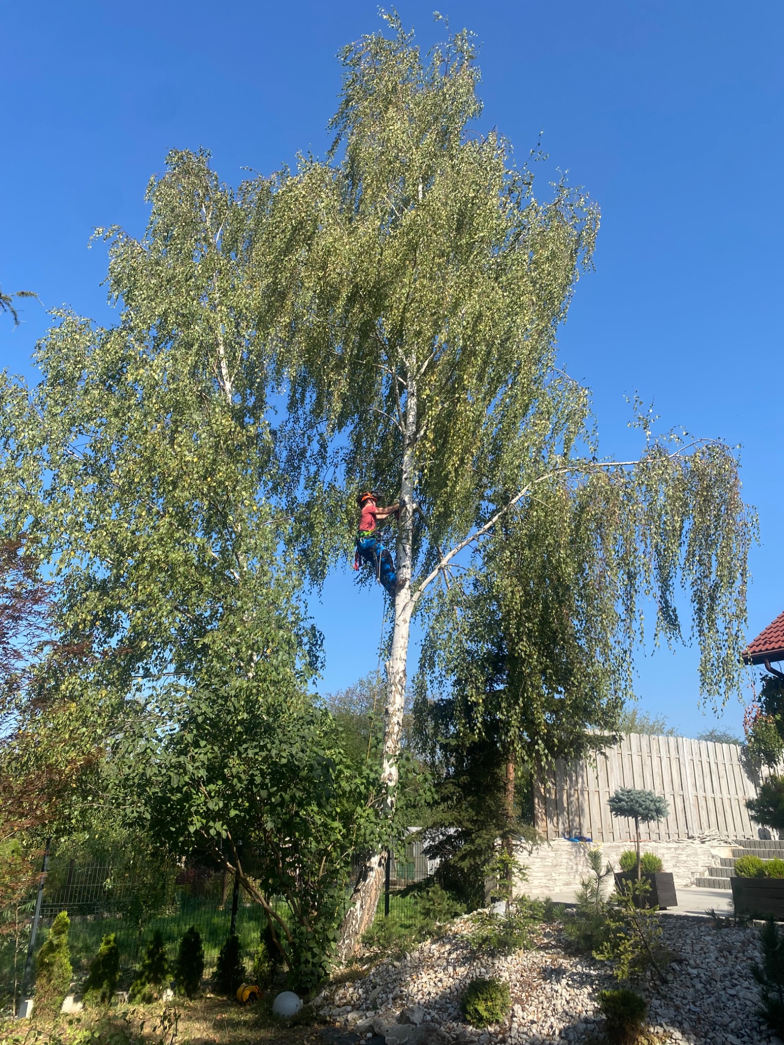 Arborysta w kasku i uprzęży, w trakcie pracy na wysokiej brzozie, zabezpieczony linami, na tle błękitnego nieba.