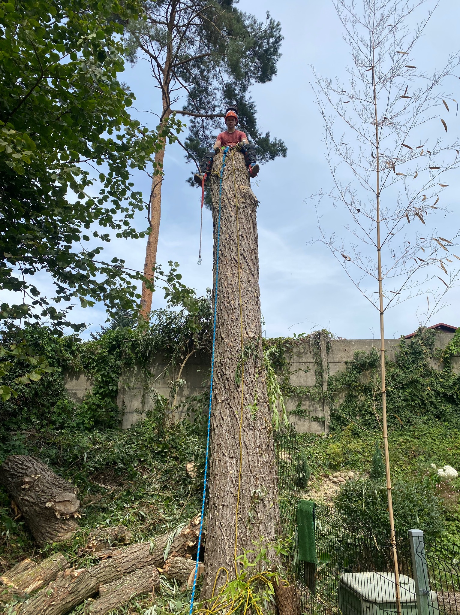 Arborysta w kasku i uprzęży siedzi na ściętym pniu drzewa z liną zabezpieczającą, w tle zielona roślinność i fragment betonowego muru porośniętego bluszczem.