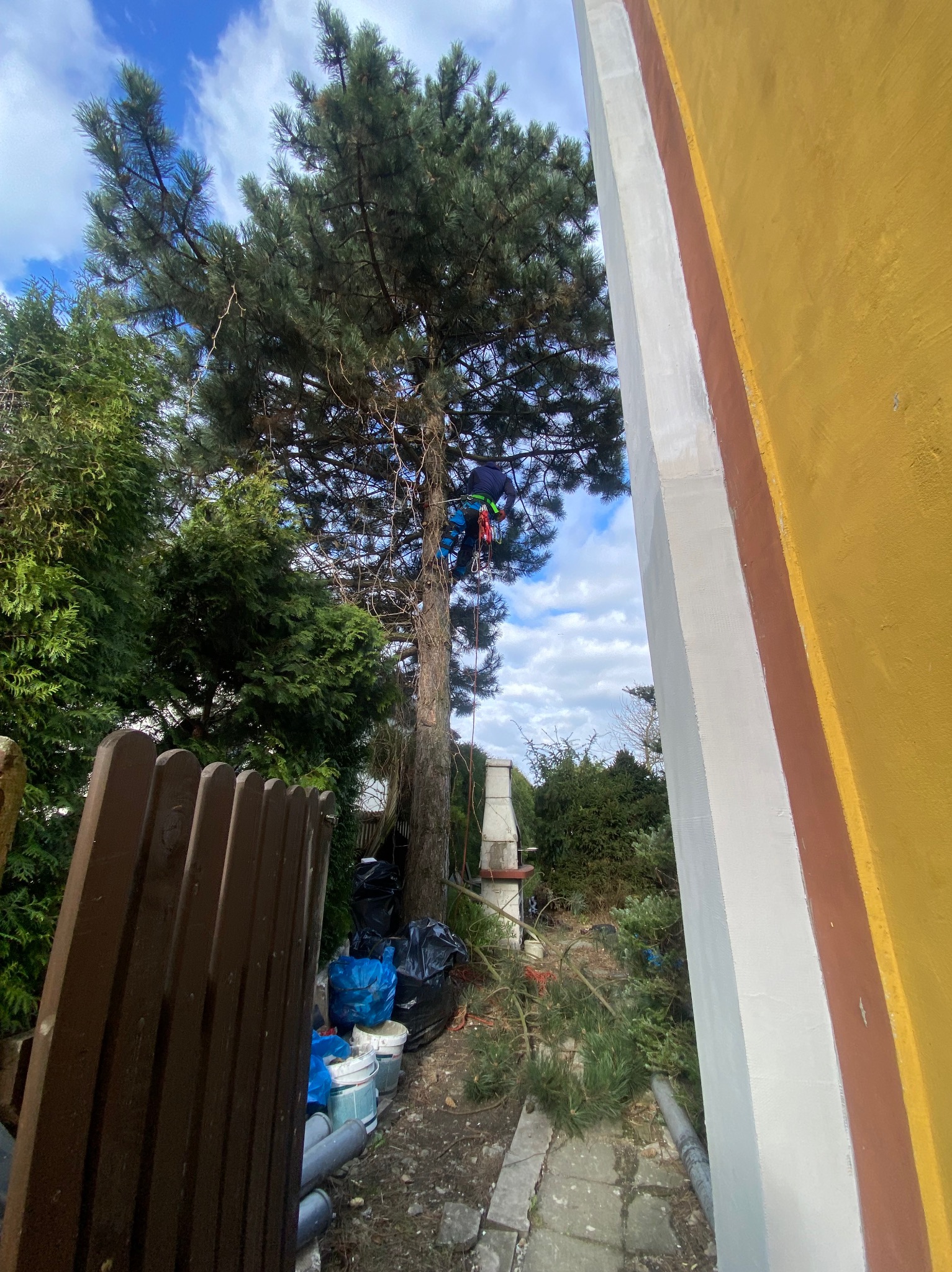 Arborysta w Katowicach, zabezpieczony linami, podczas wycinki wysokiej sosny, widok z dołu na tle błękitnego nieba z chmurami, obok żółta ściana budynku i przygotowane worki na gałęzie.