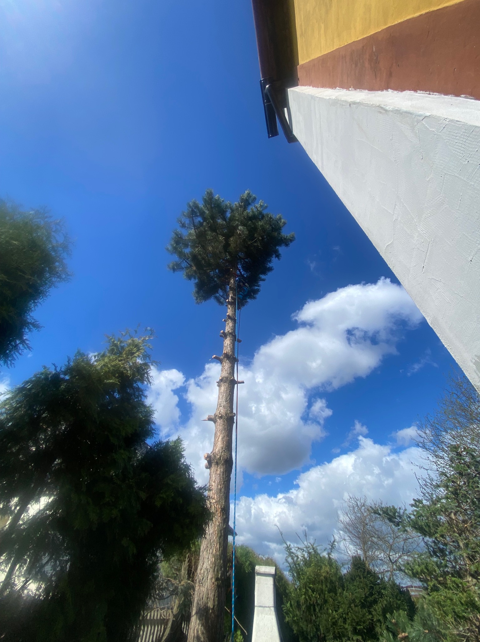 Wysokie drzewo iglaste po częściowej redukcji korony, z liną asekuracyjną, widoczne z dołu na tle błękitnego nieba z chmurami i fragmentem budynku.