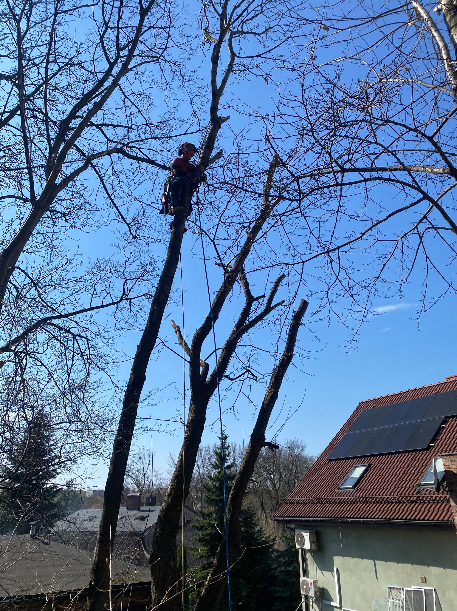Arborysta w kasku i uprzęży, przywiązany linami do pnia drzewa bez liści, podczas przycinania gałęzi na tle błękitnego nieba i dachu domu z panelami słonecznymi.