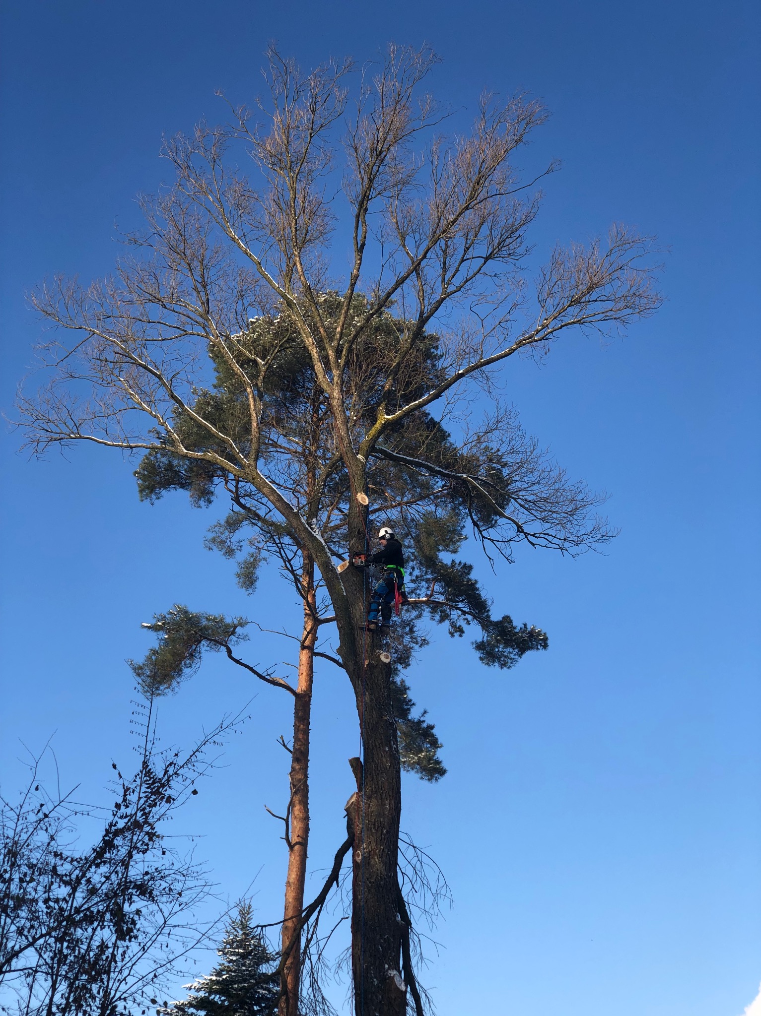 Arborysta w kasku i uprzęży, wspinający się na wysokie drzewo z częściowo ogołoconymi gałęziami, na tle błękitnego nieba; widoczne świeże cięcia gałęzi.