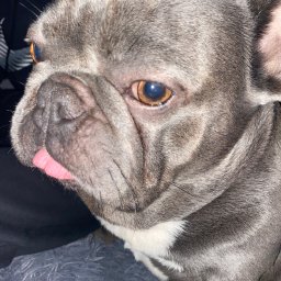 Natalia Socha - Pomoc Osobie Starszej Liszki