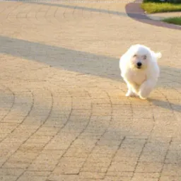 Biały pies rasy Maltańczyk biegnie po nowo ułożonej kostce brukowej w ciepłym świetle popołudniowego słońca, widoczne zakrzywione wzory kostki i fragment trawnika w tle.
