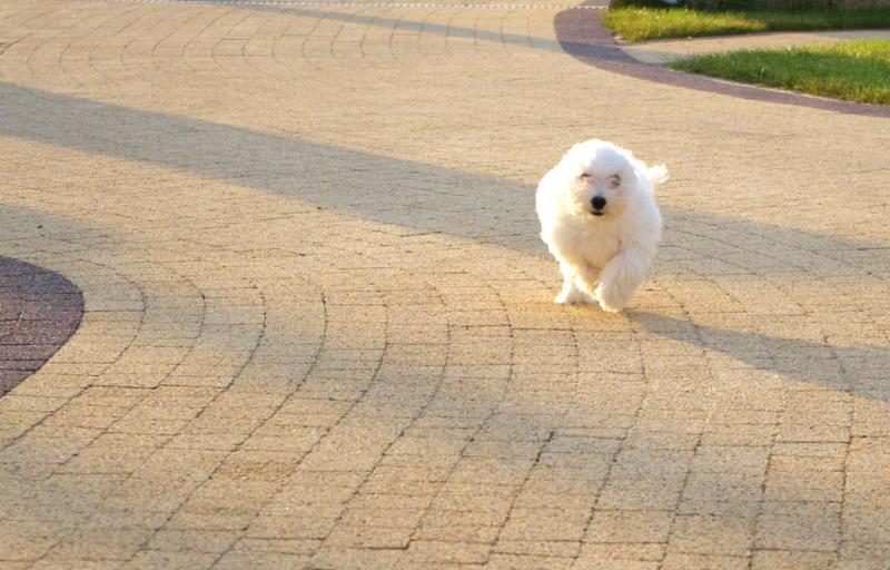 Biały pies rasy Maltańczyk biegnie po nowo ułożonej kostce brukowej w ciepłym świetle popołudniowego słońca, widoczne zakrzywione wzory kostki i fragment trawnika w tle.