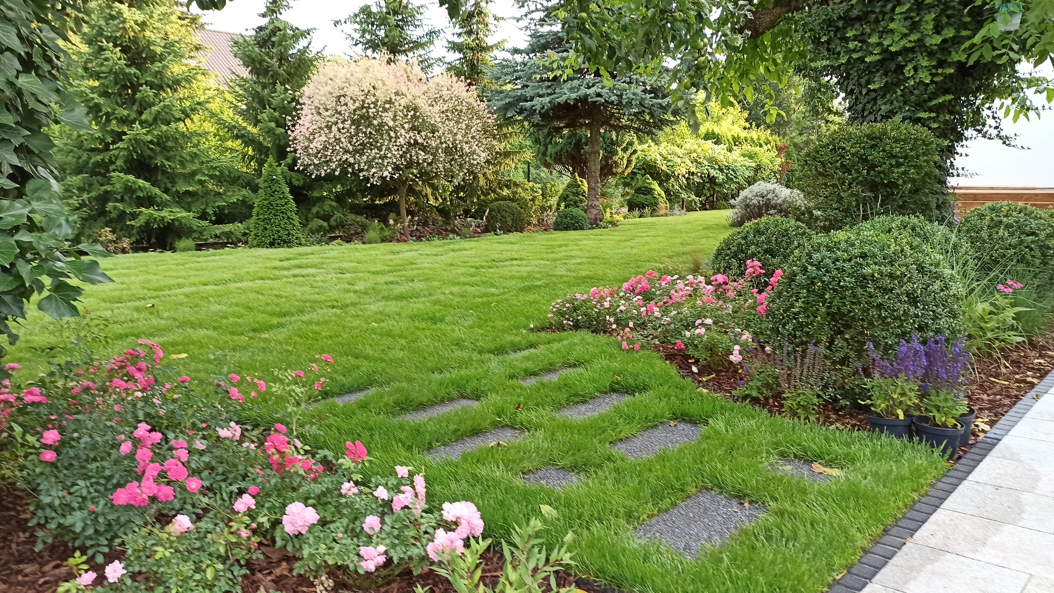 Utrzymany trawnik z równo przystrzyżoną trawą, ścieżka z płyt wtopionych w darń, rabaty z różowymi różami i innymi kwiatami, drzewa iglaste i liściaste w tle, zadbany ogród.