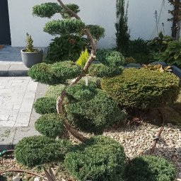 RGarden Green - Perfekcyjne Wycinanie Drzew Płońsk