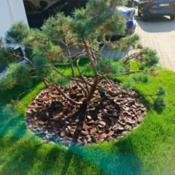 Młoda sosna górska obsypana korą na tle intensywnie zielonego trawnika i nowoczesnego domu.