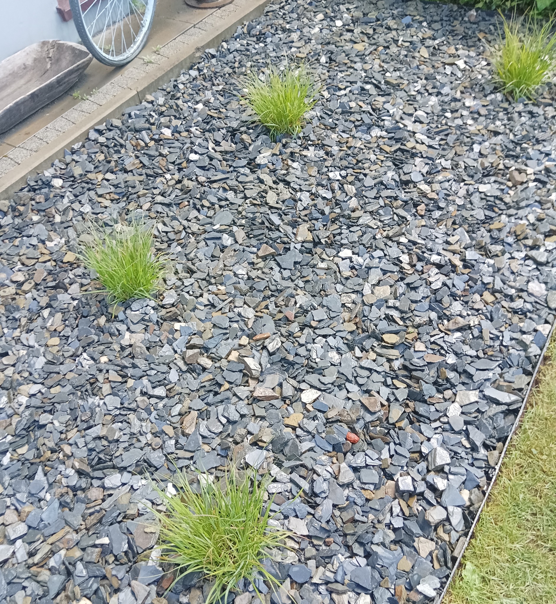 Ogród z wysypanym kamieniem łupkowym i kępami trawy ozdobnej, widoczne obrzeże trawnika i fragment roweru.