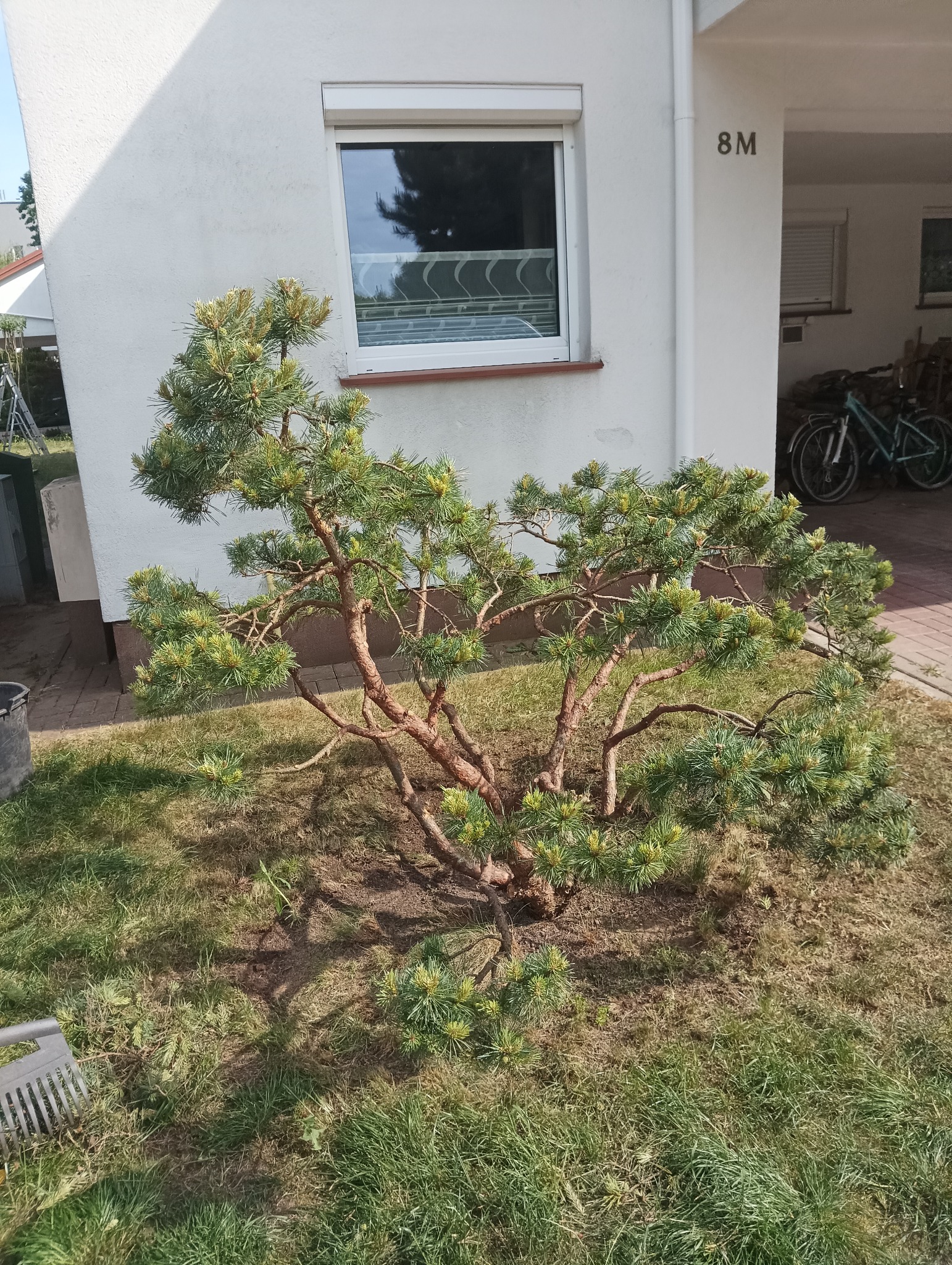 Formowana sosna karłowata na trawniku przed białym budynkiem mieszkalnym z oknem z roletą i numerem domu 8M, w tle widoczne rowery.