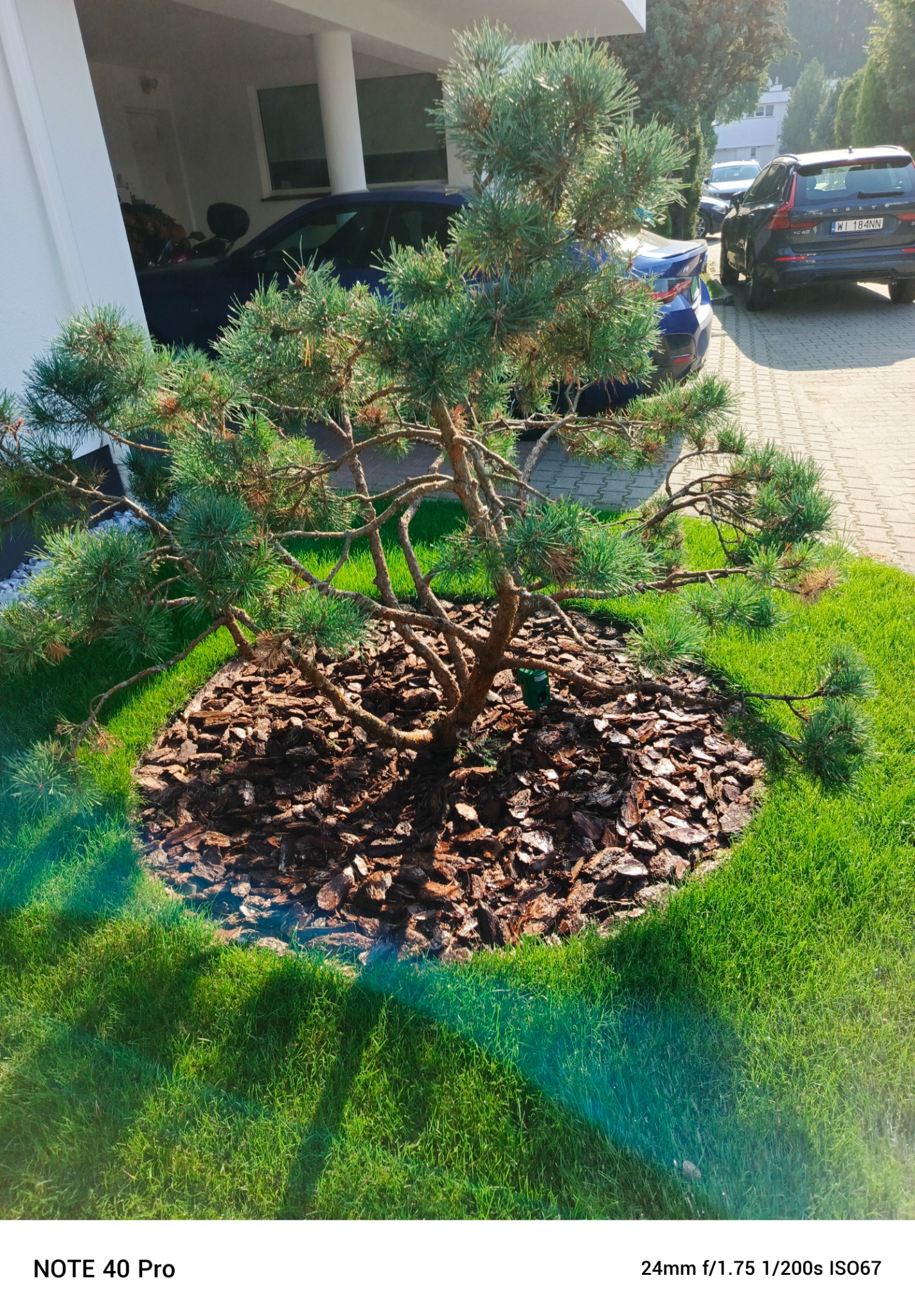 Młoda sosna górska obsypana korą na tle intensywnie zielonego trawnika i nowoczesnego domu.