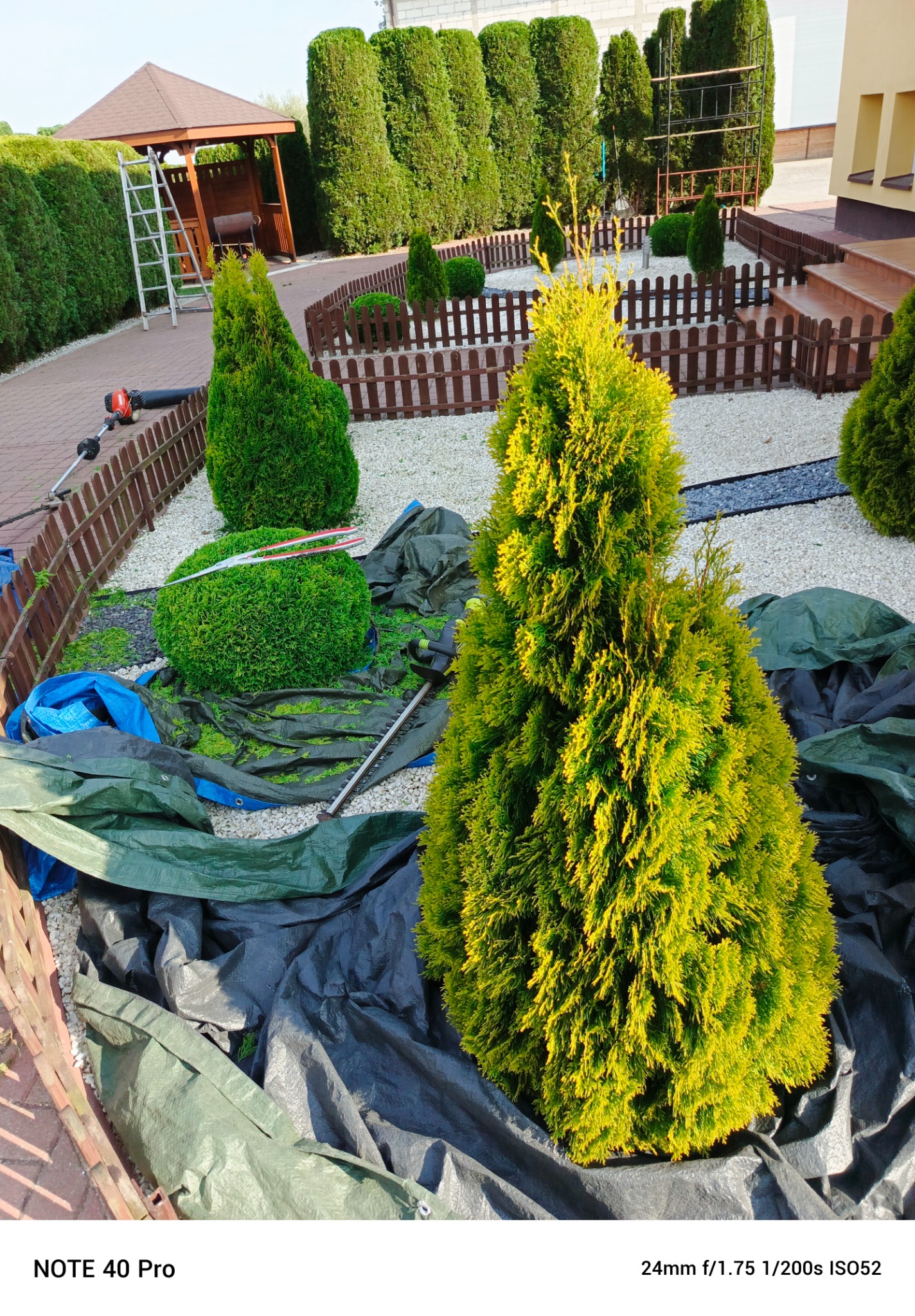 Formowane tuje na tle ogrodu z białym grysem, częściowo przykryte plandeką, obok leżą nożyce do żywopłotu i podkaszarka.