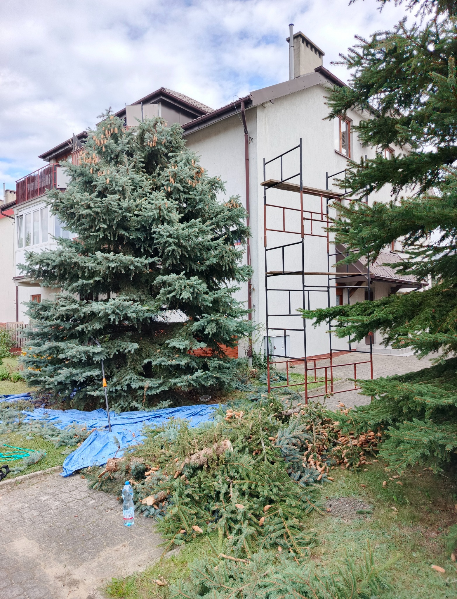 Skracanie świerków wraz z formowaniem