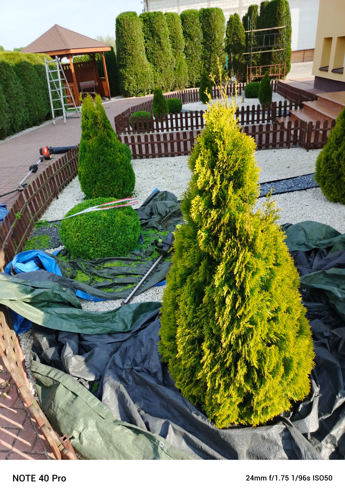 Formowane tuje i krzewy w ogrodzie w Załuskach, zabezpieczone folią podczas prac. W tle altana i wysokie szpalery drzew.