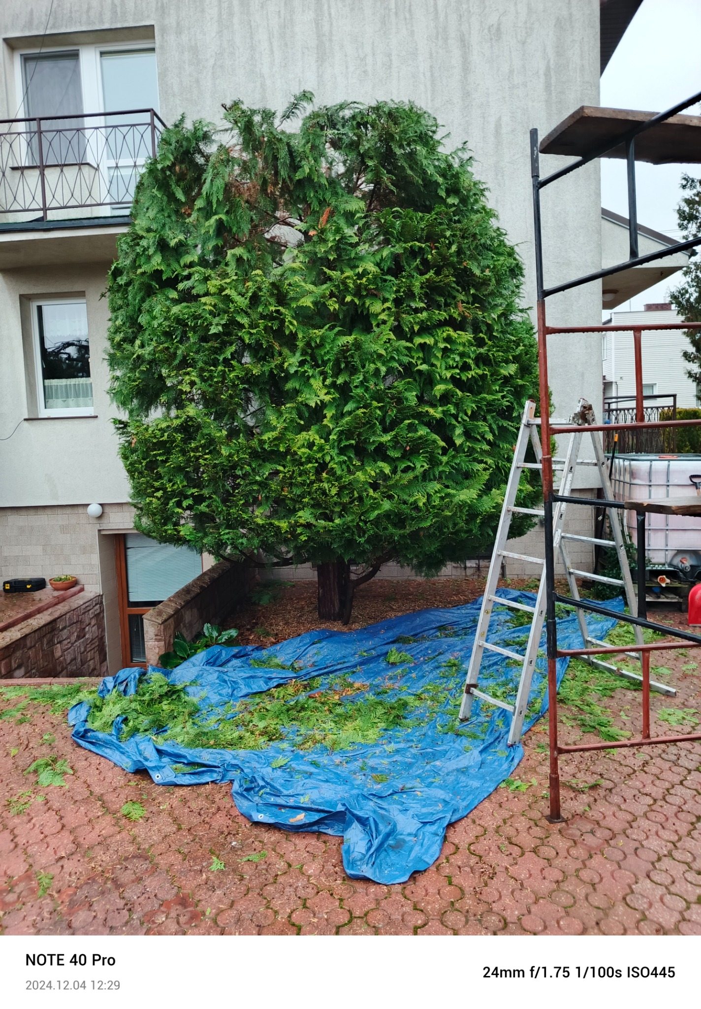 Duży, kulisty krzew iglasty po przycięciu, otoczony niebieską plandeką z resztkami gałęzi, drabina i rusztowanie w tle, widok z dołu na tle budynku.