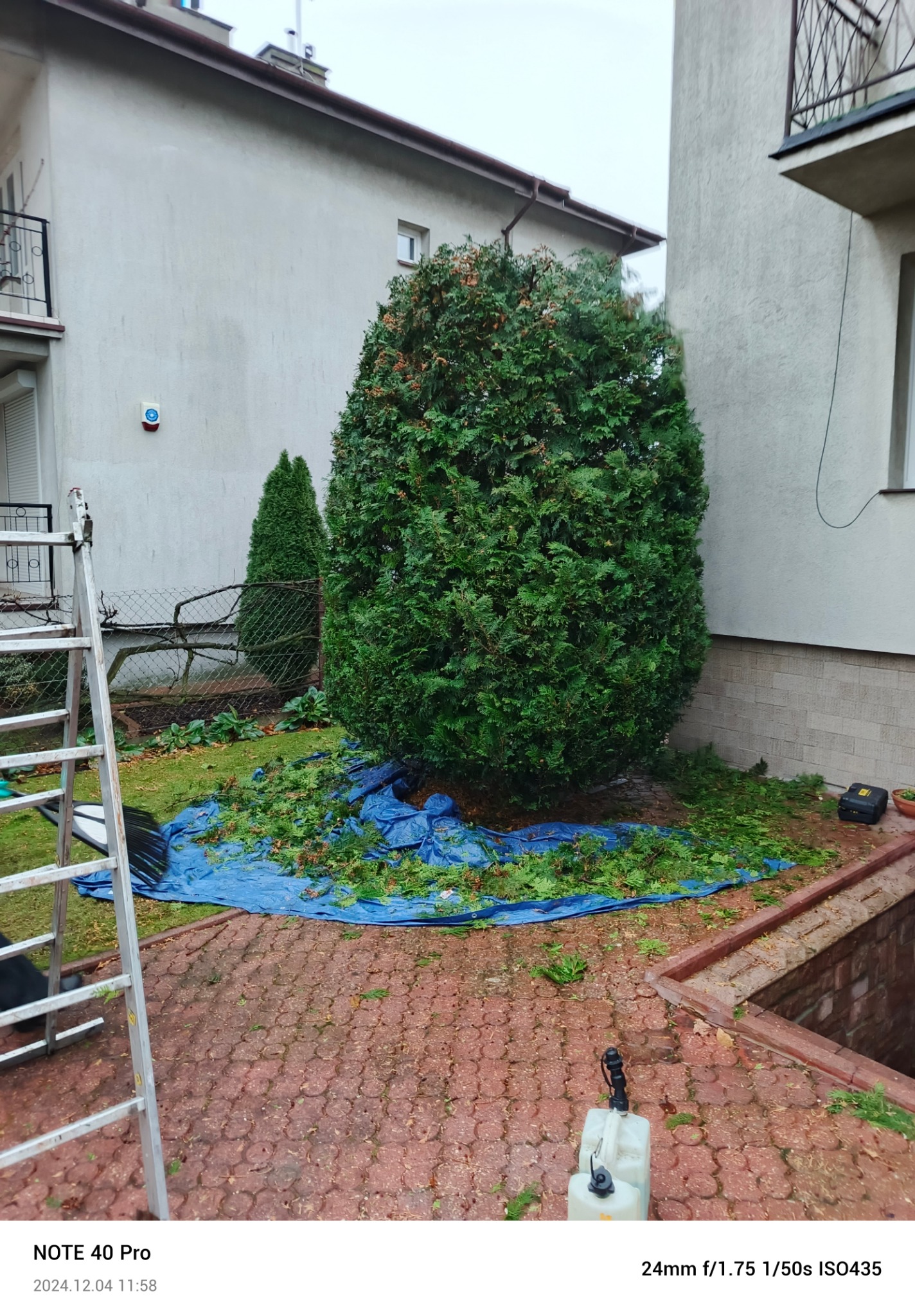 Skracanie tuji wraz z formowaniem