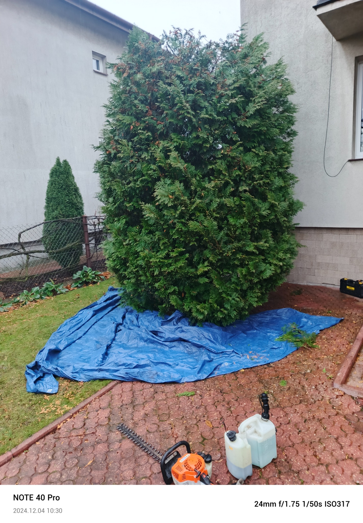 Duży, gęsty, zielony krzew iglasty przy budynku, rozłożona niebieska plandeka u podstawy, obok leżą nożyce do żywopłotu i kanister z paliwem.
