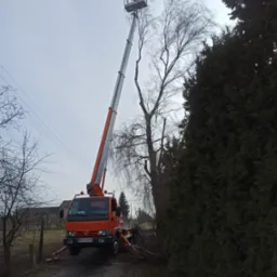 Pracownik na podnośniku koszowym przycina gałęzie drzewa w Mogielnicy, widoczne linie energetyczne w tle.