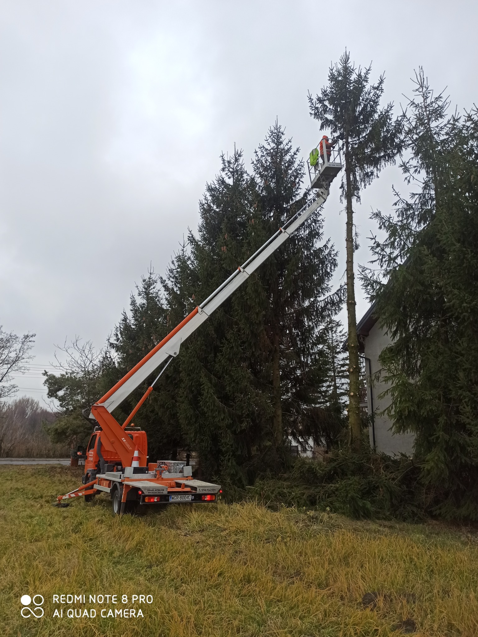 Pracownik w pomarańczowej kurtce i zielonej kamizelce tnie gałęzie wysokiej choinki z podnośnika koszowego na tle pochmurnego nieba i budynku.