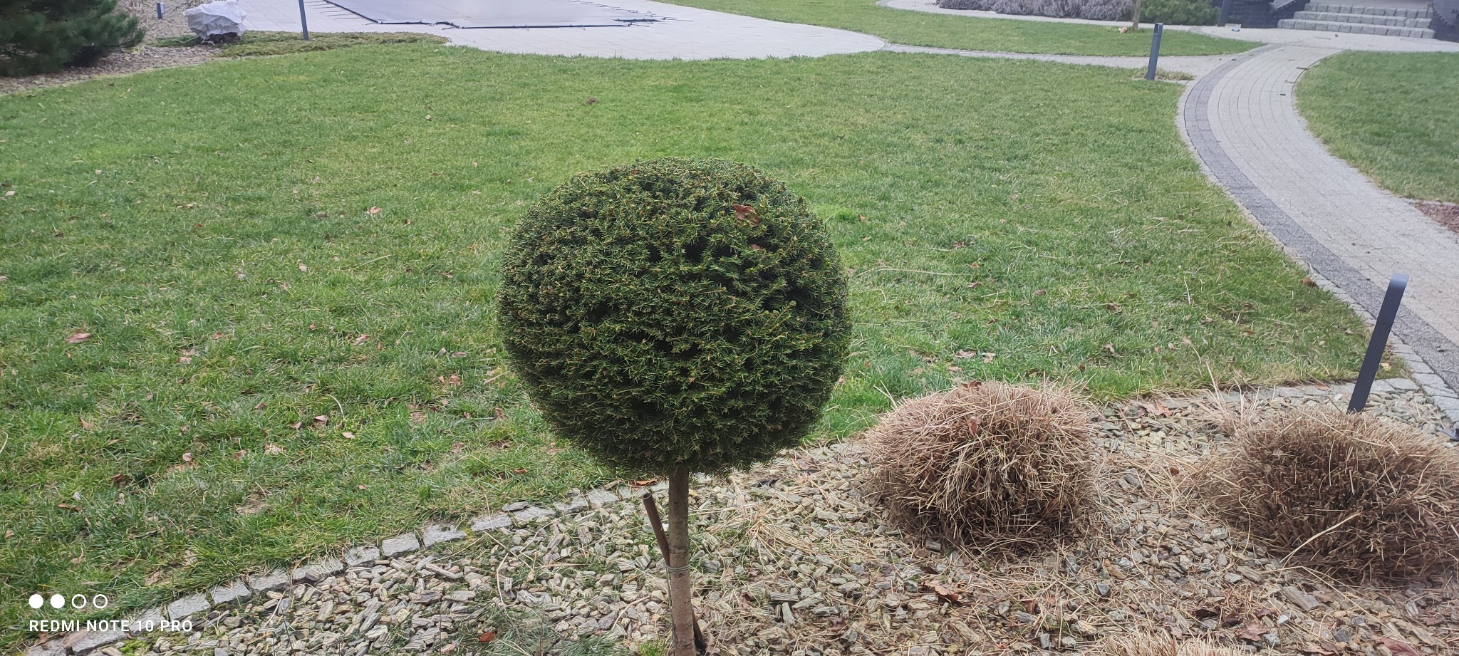 Kula z zielonych iglaków, świeżo po formowaniu, otoczona kamieniami i uschniętymi kępami trawy na tle zielonego trawnika i ścieżki z kostki.