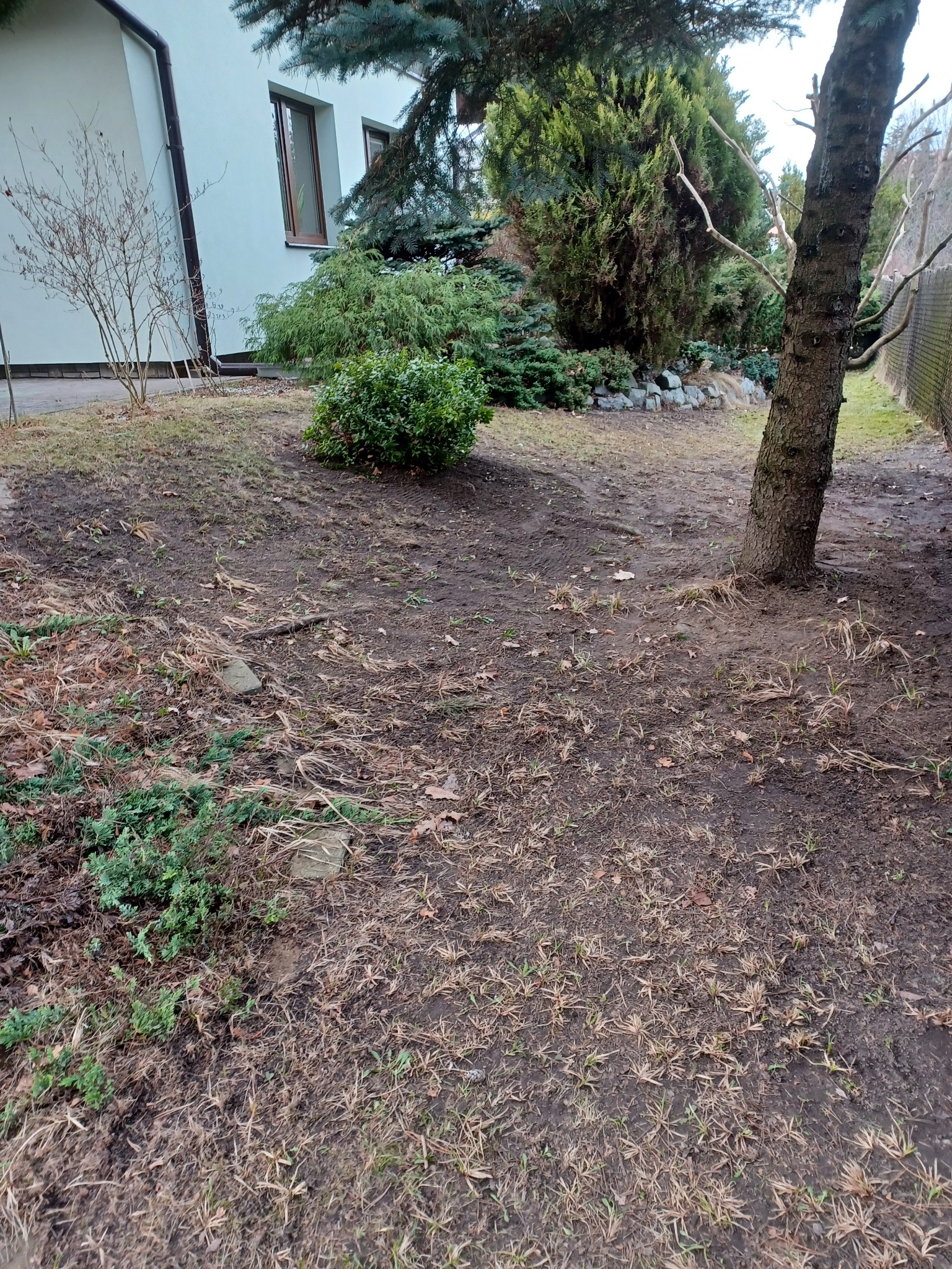 Przygotowany teren pod przyszły ogród: wygrabione liście, widoczna ziemia, krzewy i drzewa w tle, dom po lewej stronie.
