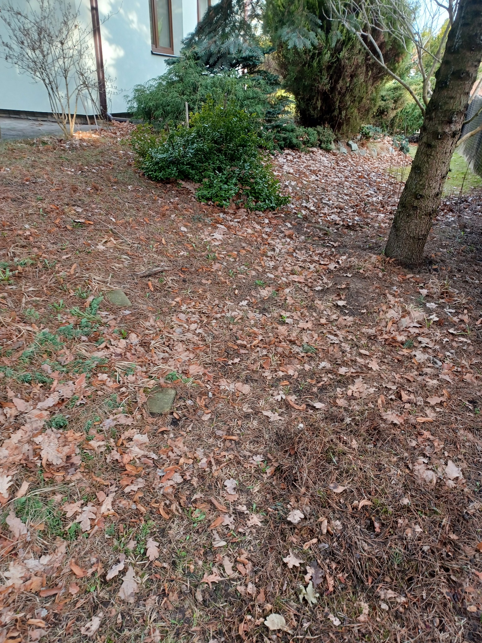 Jesienne liście i igliwie pokrywają ziemię w ogrodzie, z widocznymi krzewami i drzewami w tle, oraz fragmentem białego budynku z oknem.