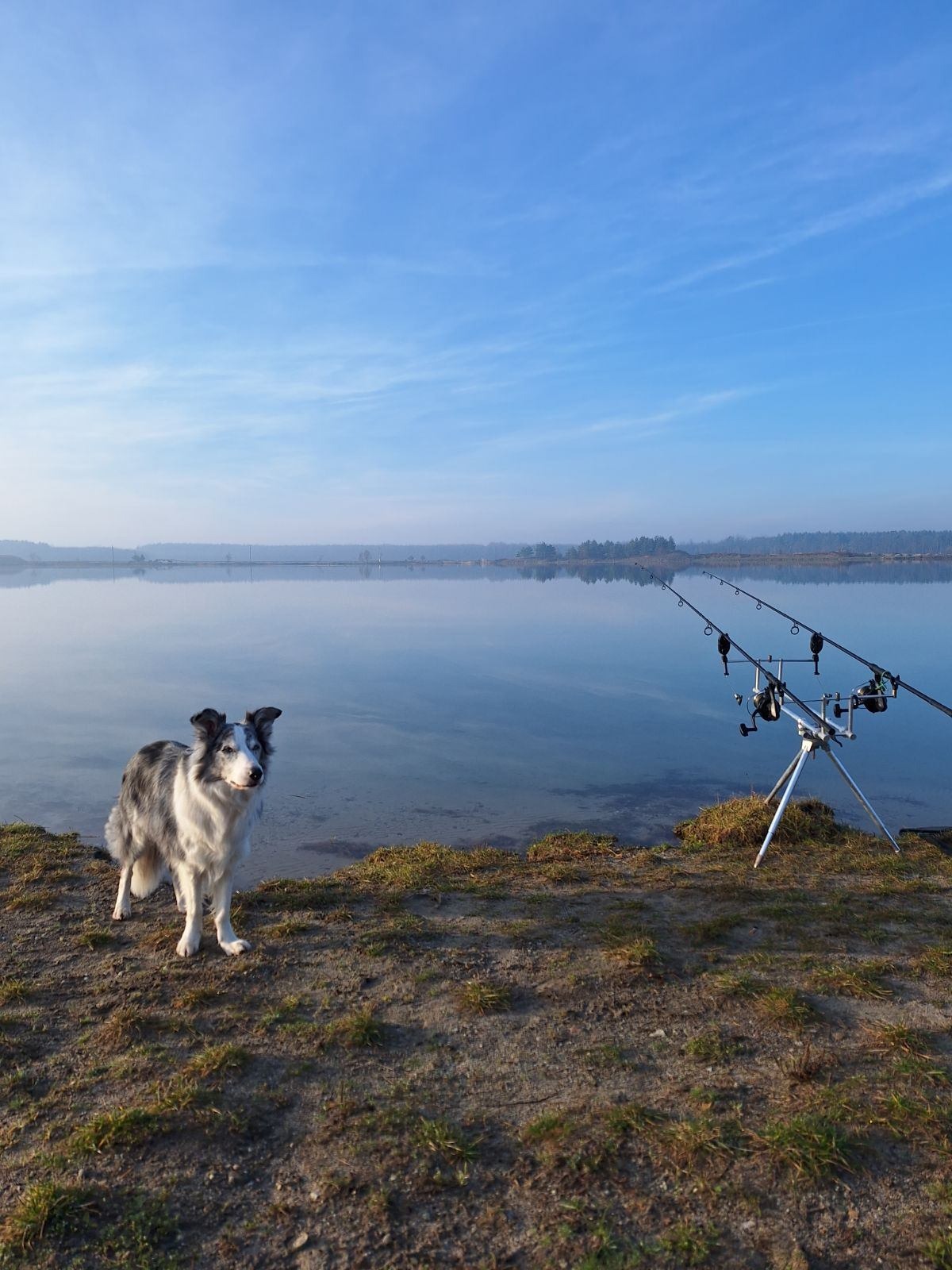 Border Collie stoi na brzegu jeziora obok dwóch wędek karpiowych ustawionych na trójnogu w pogodny poranek.
