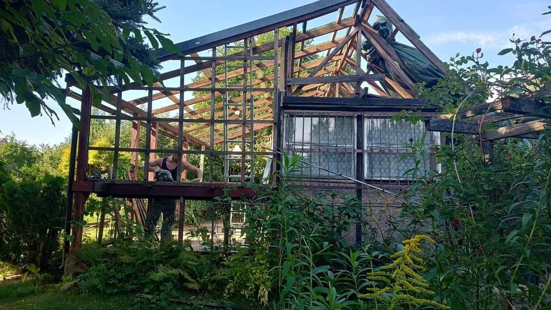 Pracownik demontuje drewnianą konstrukcję szklarni w ogrodzie, widoczne zarośla i fragmenty szyb.