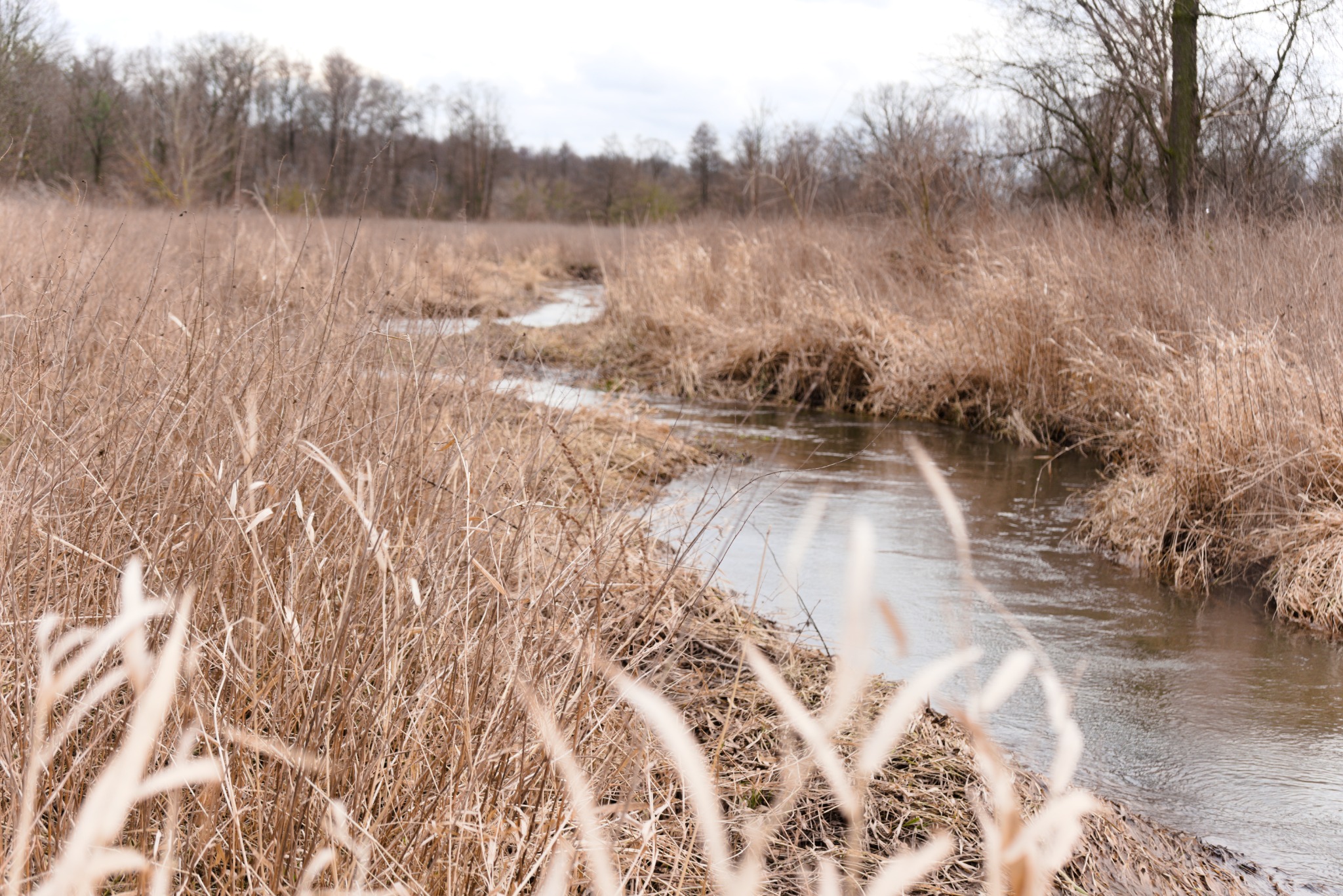 Wąski strumień wody płynie przez pole wyschniętej trawy w pochmurny dzień, z drzewami w tle.