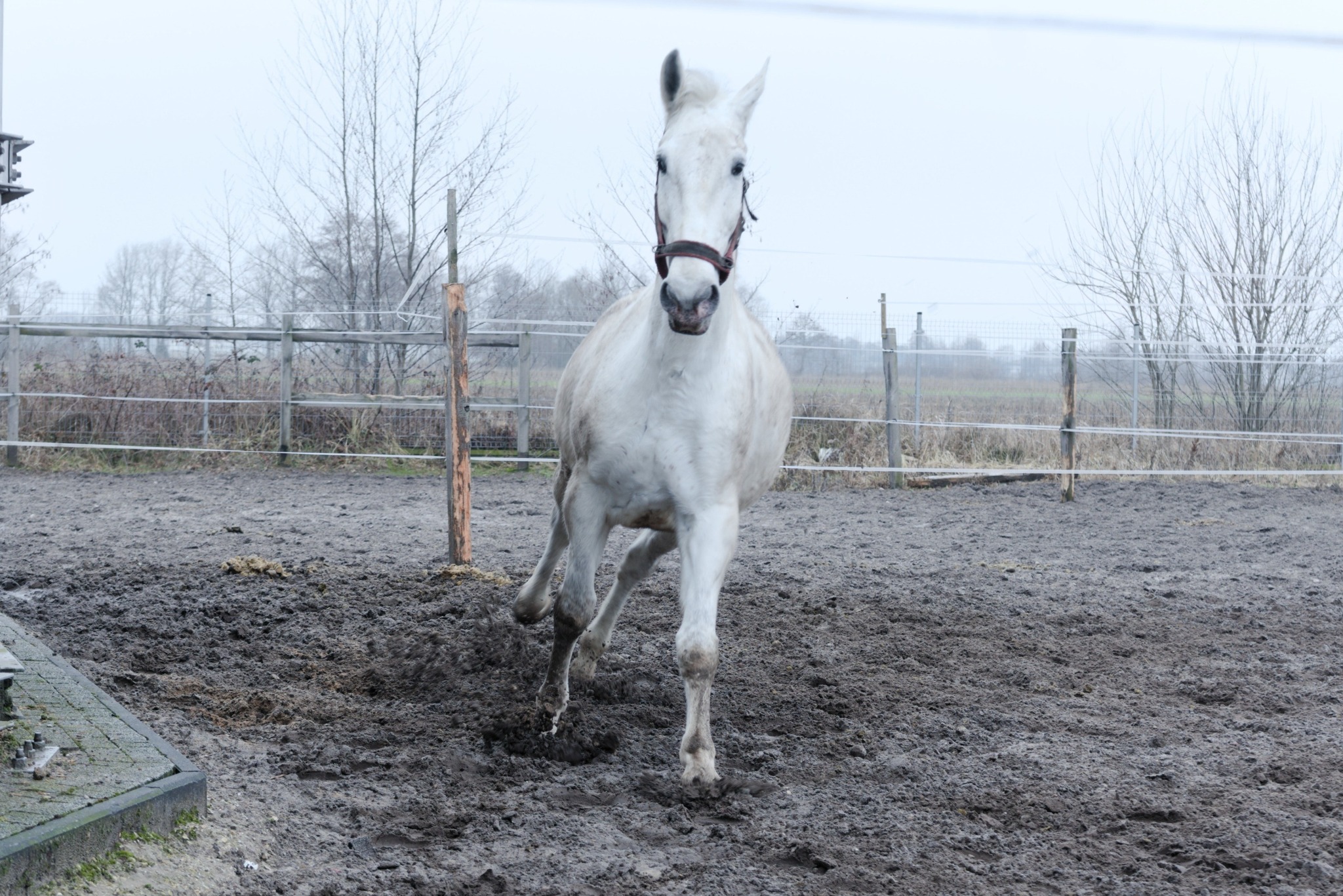 Białoskóry koń galopuje po błotnistym wybiegu, z widocznym uprzężą i ogrodzeniem w tle, pochmurny dzień.