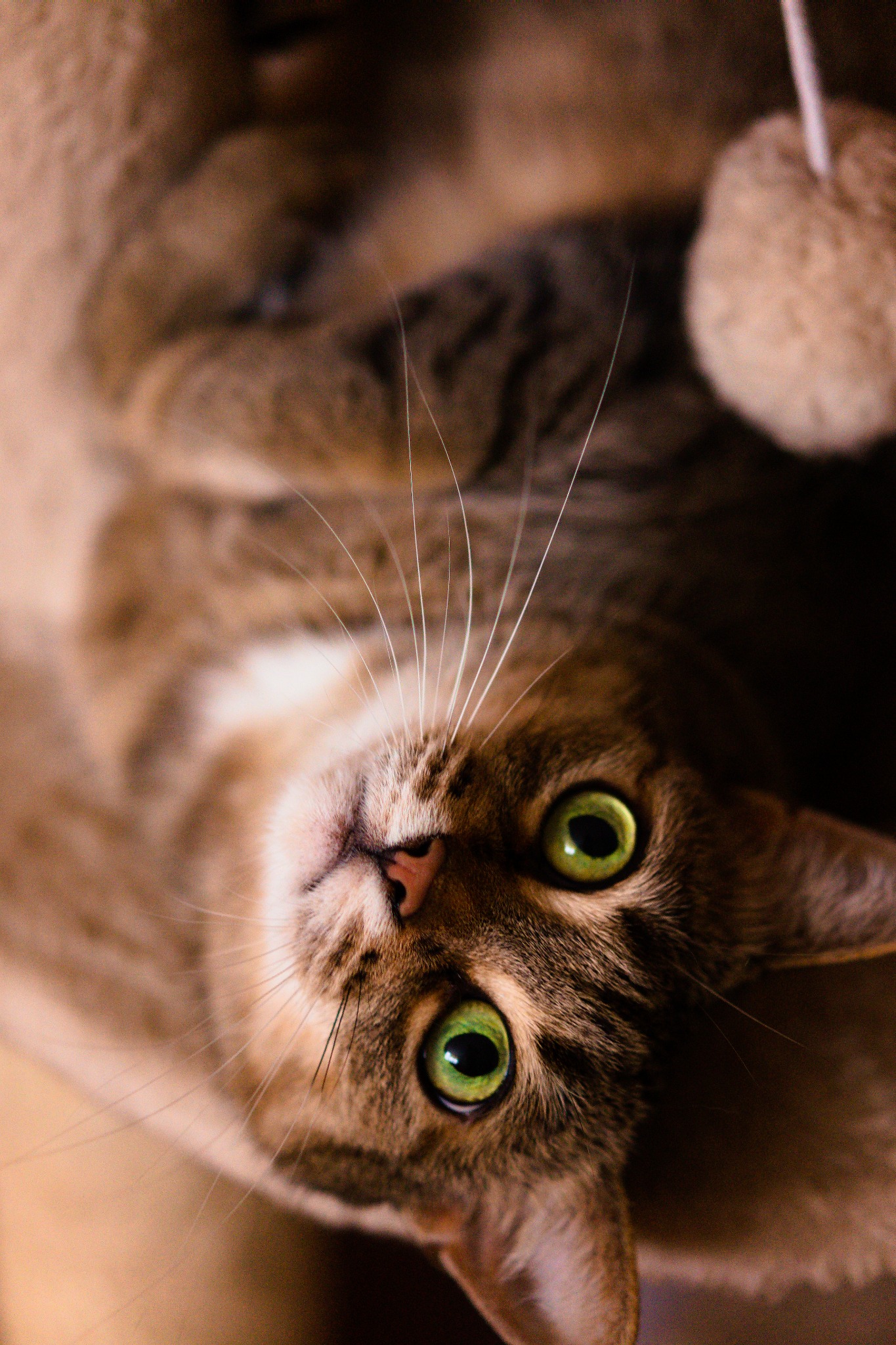 Portret leżącego na plecach pręgowanego kota z intensywnie zielonymi oczami, skierowanego pyszczkiem do góry, z zabawką w tle.