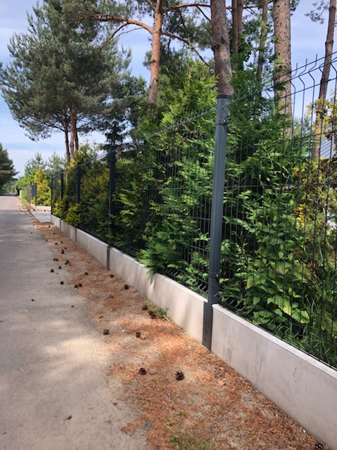 Nowoczesne ogrodzenie panelowe z podmurówką betonową, obsadzone tujami, widok z zewnątrz posesji, na chodniku leżą szyszki.