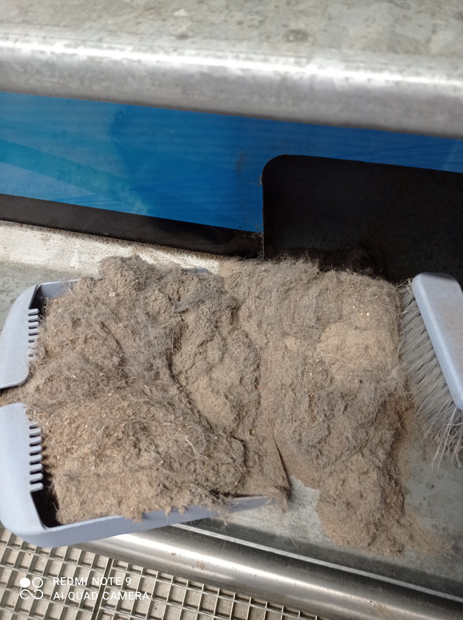 Szufelka wypełniona brudem i kurzem usuniętym z dywanu, widoczne resztki piasku i włosów, obok szczotka do zamiatania.