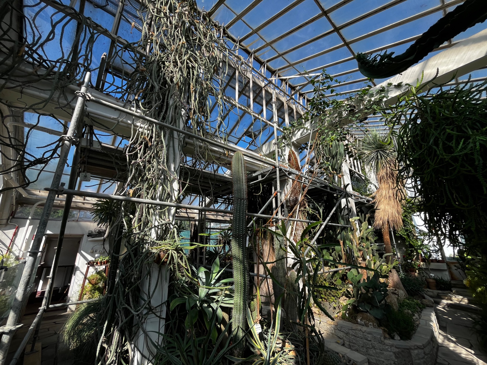 Konstrukcja stalowa szklarni z roślinami egzotycznymi. Metalowy szkielet z przeszklonym dachem. Wnętrze oranżerii z kaktusami i sukulentami w słoneczny dzień.