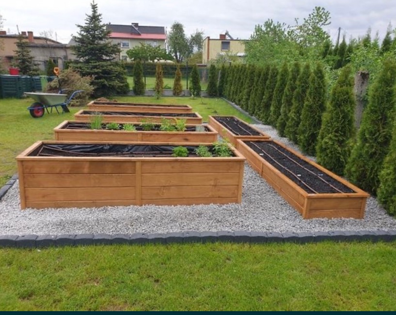 Drewniane skrzynie ogrodowe na żwirowym podłożu, niektóre z sadzonkami, inne z systemem nawadniania, w tle zielony trawnik i rząd tuj.