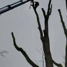 Arborysta w uprzęży na wysięgniku tnący konary drzewa, widoczne świeże cięcia i fragmenty pni, pochmurne niebo w tle.