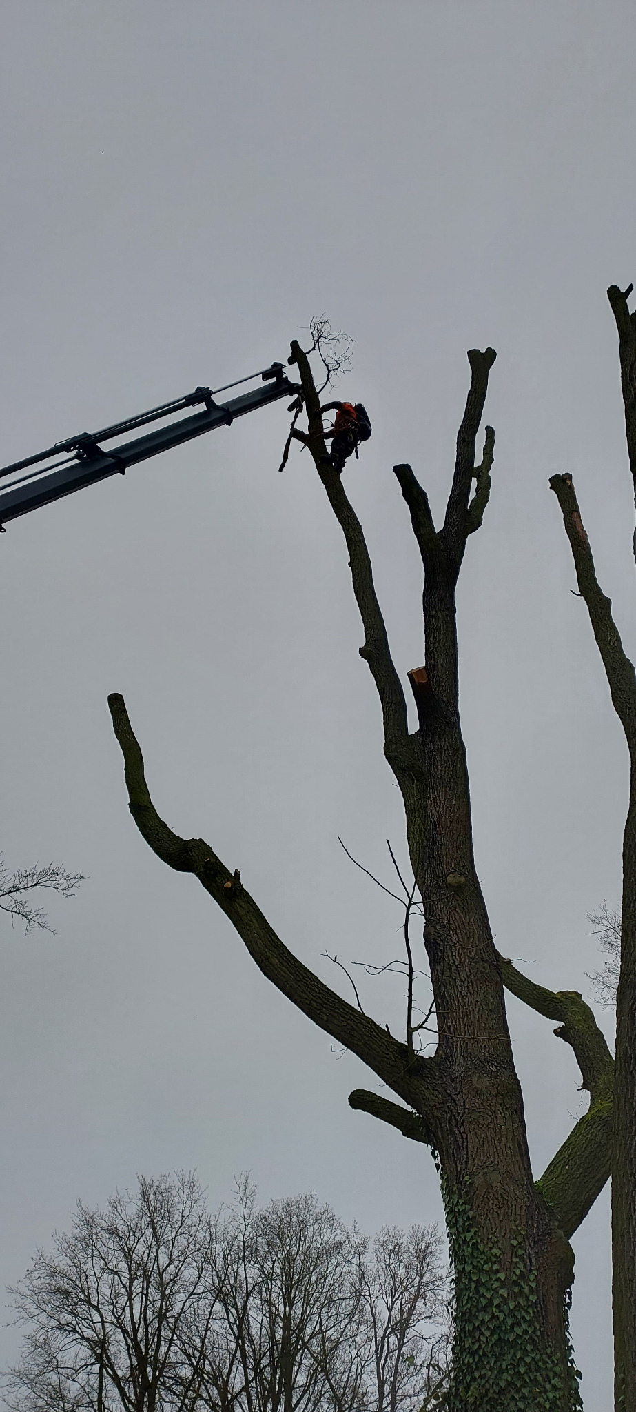 Arborysta w uprzęży na wysięgniku tnący konary drzewa, widoczne świeże cięcia i fragmenty pni, pochmurne niebo w tle.