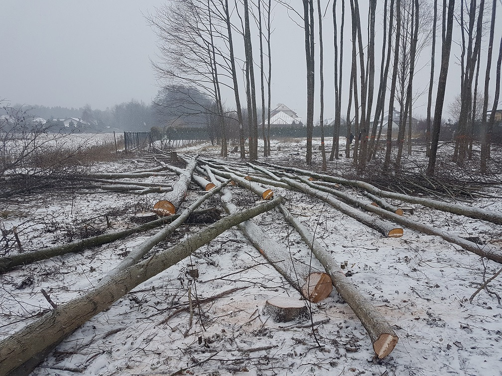 Ścięte drzewa leżące na śniegu, widoczne pnie i gałęzie, w tle las i zabudowania w zimowej scenerii.