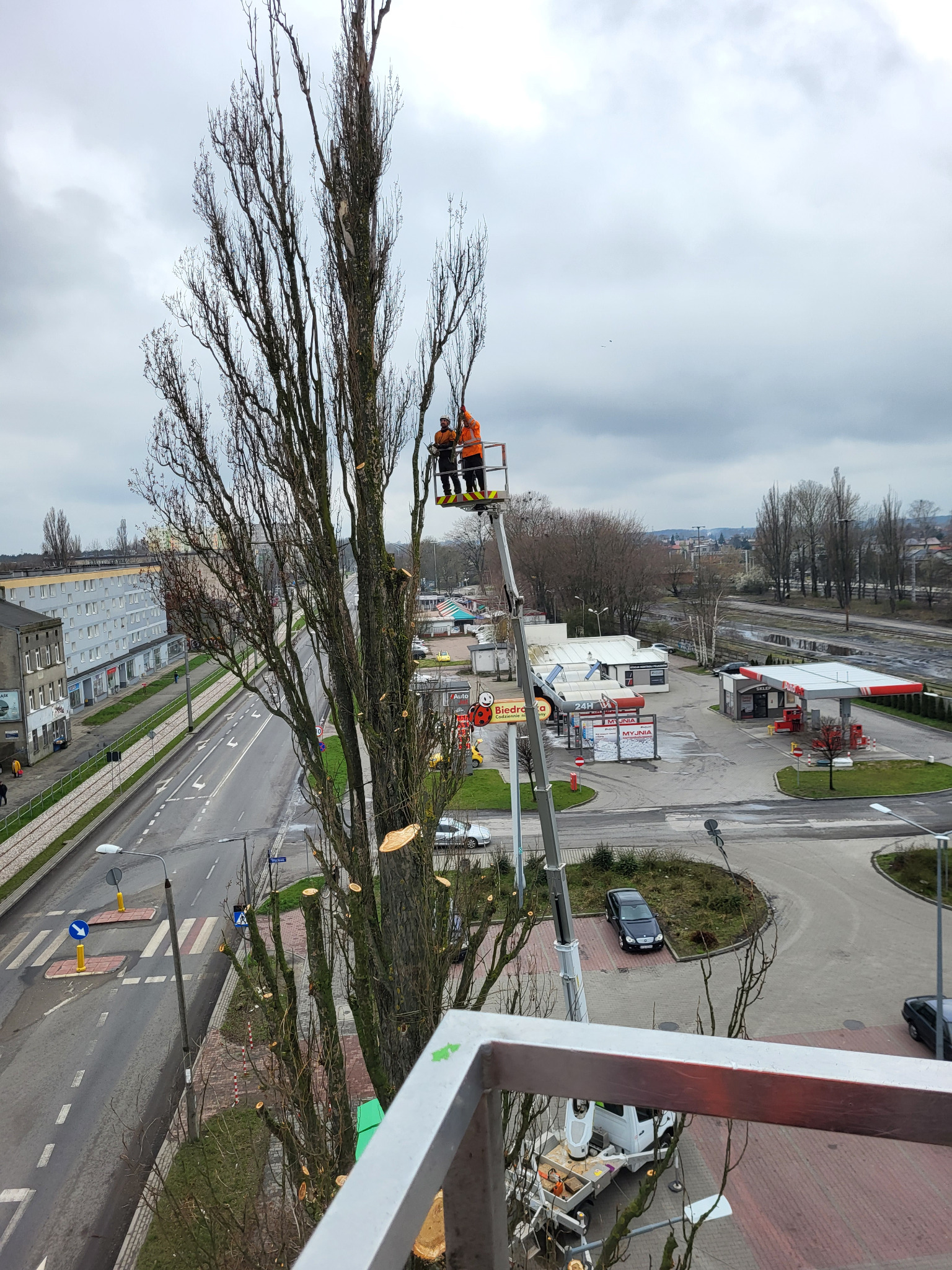 Dwóch pracowników w pomarańczowych kombinezonach na podnośniku koszowym przy wysokim, ogołoconym z liści drzewie, przycinających gałęzie w pobliżu ruchliwej ulicy i stacji benzynowej w pochmurny...