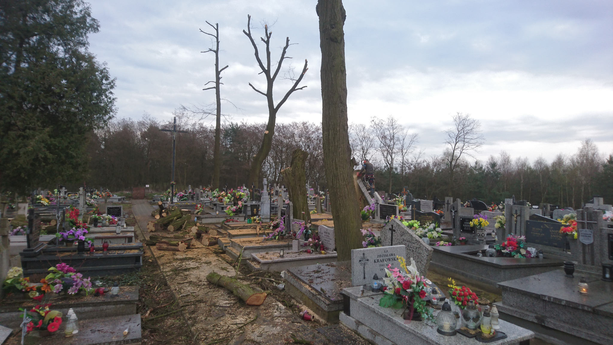 Prace na cmentarzu: mężczyzna na drabinie, w kasku i uprzęży, przycina drzewo. Ślady cięcia widoczne na pniach i gałęziach leżących między nagrobkami.
