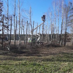 Bartosz Prelewski DomyjDach - Pracownicy w podnośniku koszowym przycinają wysokie brzozy w lesie, pozostawiając tylko pnie. W tle widoczny zielony pojazd. Błękitne niebo.