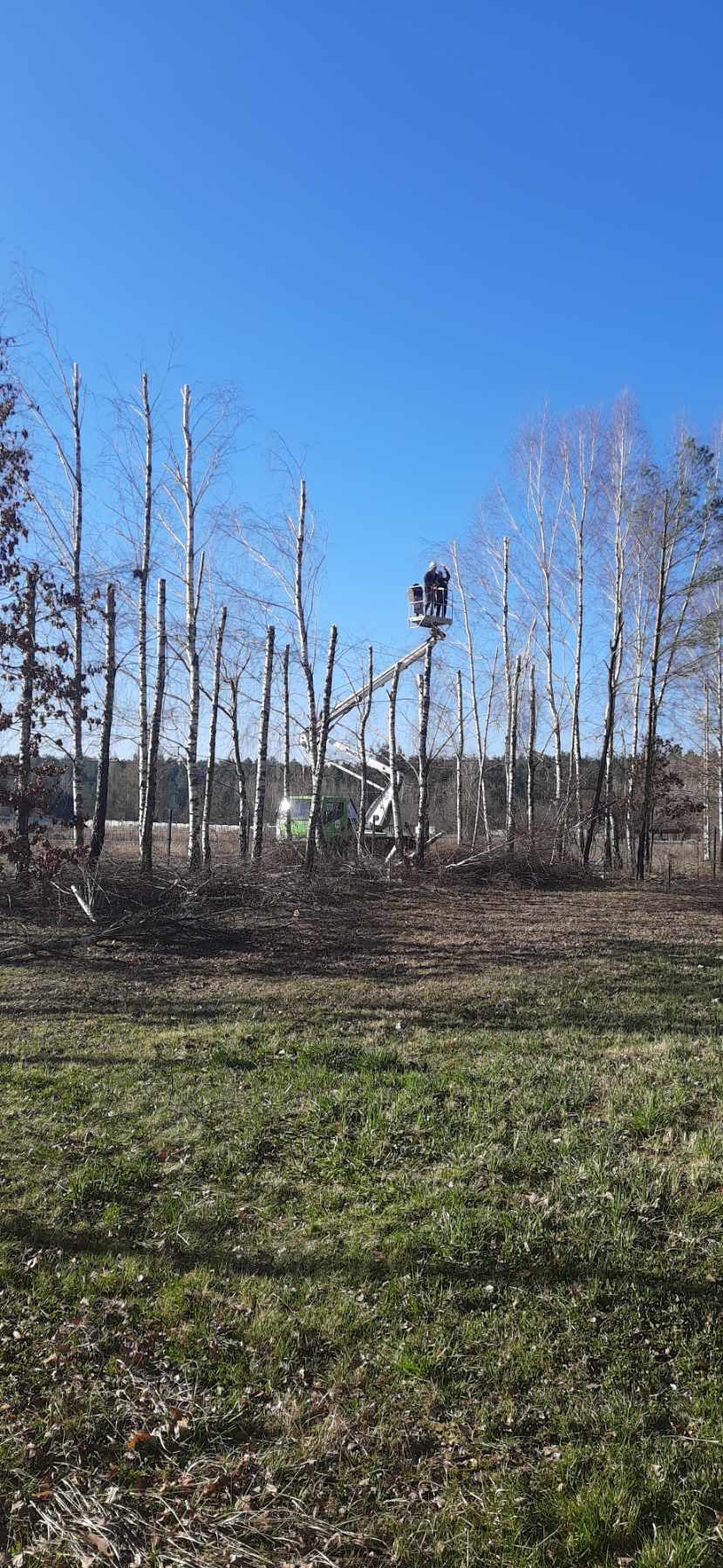 Pracownicy w podnośniku koszowym przycinają wysokie brzozy w lesie, pozostawiając tylko pnie. W tle widoczny zielony pojazd. Błękitne niebo.