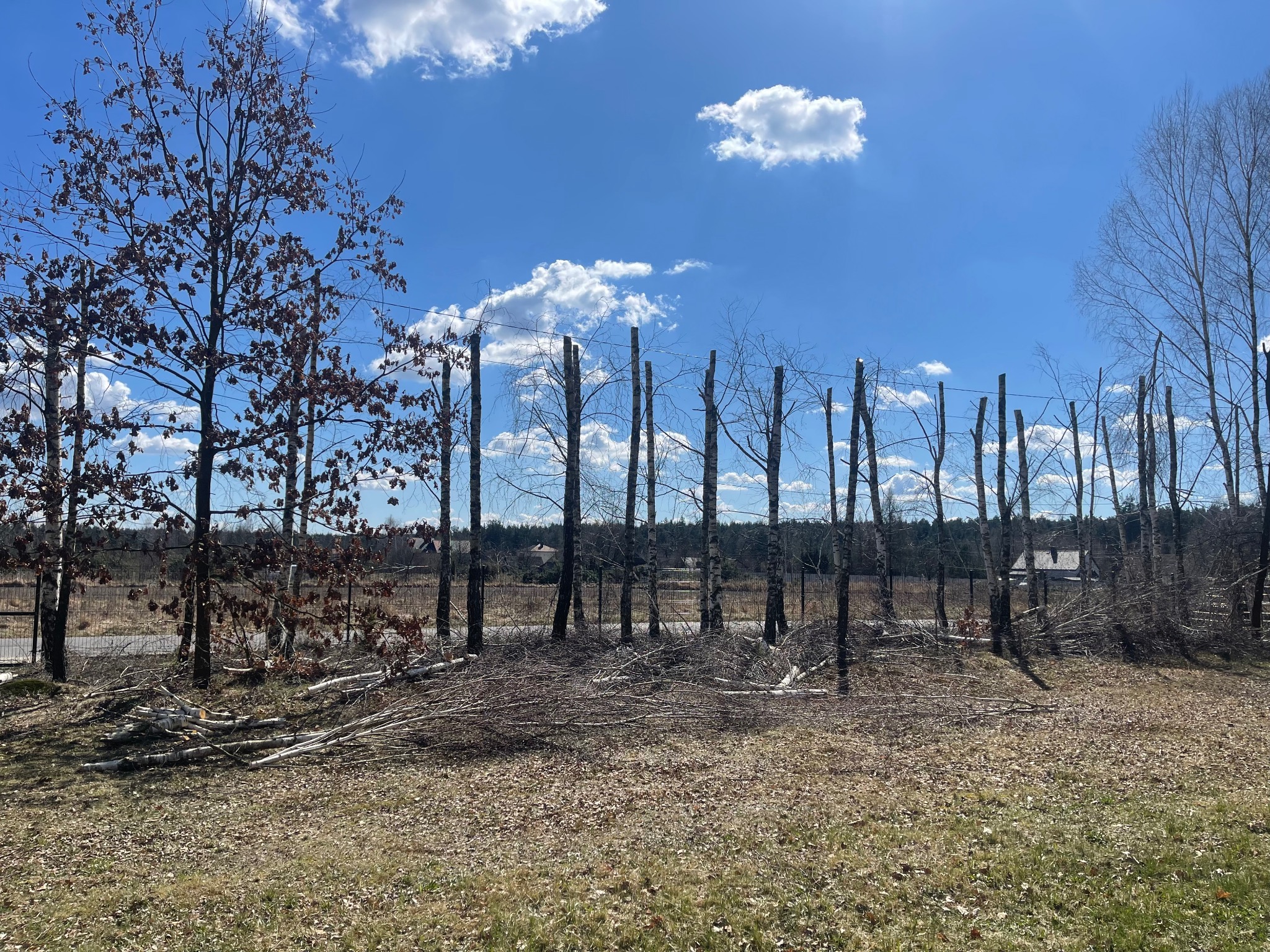 Świeżo przycięte drzewa w rzędzie, pozostawione gałęzie na ziemi, błękitne niebo w tle. Widoczne ślady po wycince drzew.