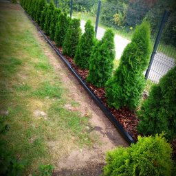 M DESING SPÓŁKA Z OGRANICZONĄ ODPOWIEDZIALNOŚCIĄ - Równy rząd zielonych tuj szmaragdowych posadzonych wzdłuż metalowego ogrodzenia panelowego, oddzielonych od trawnika czarnym obrzeżem, wysypane korą.