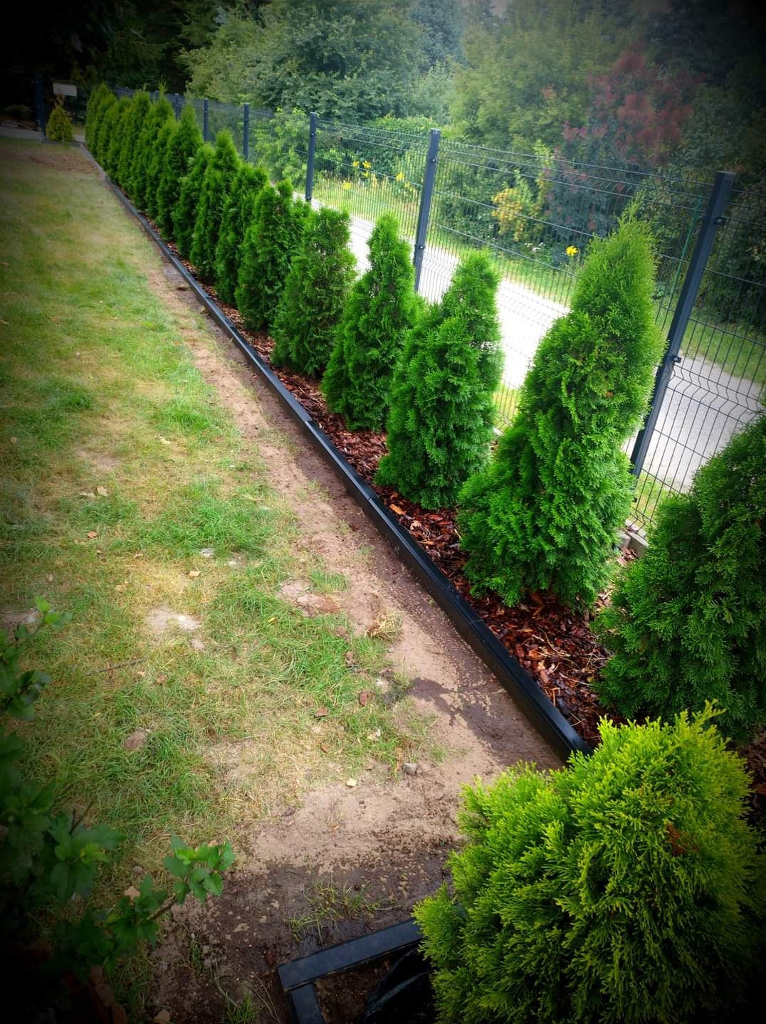 Równy rząd zielonych tuj szmaragdowych posadzonych wzdłuż metalowego ogrodzenia panelowego, oddzielonych od trawnika czarnym obrzeżem, wysypane korą.