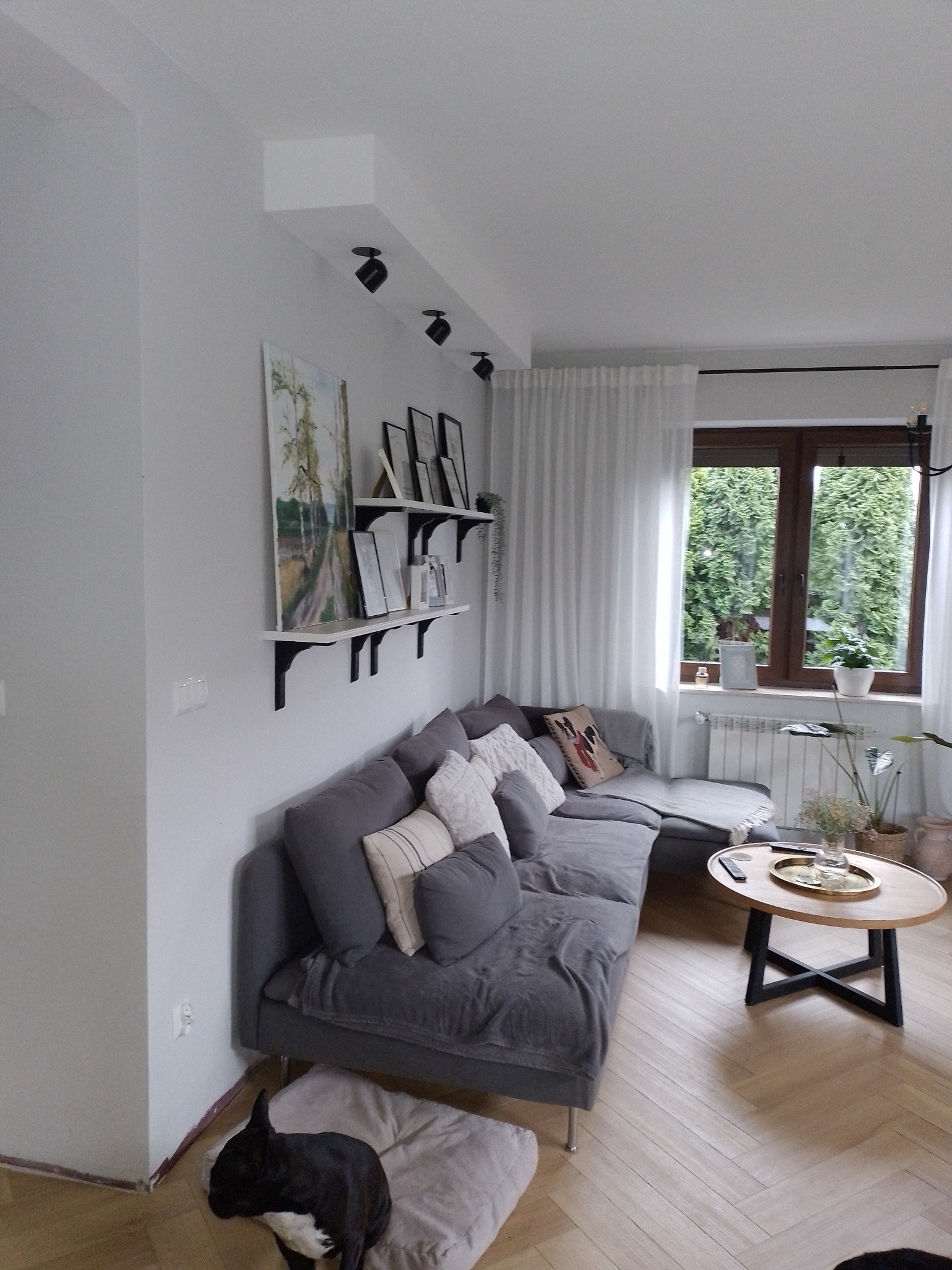 Jasne wnętrze salonu z szarą sofą, drewnianym parkietem ułożonym w jodełkę, białymi ścianami z półkami i obrazami, oświetleniem punktowym i widokiem na zieleń za oknem. Pies rasy buldog francuski...