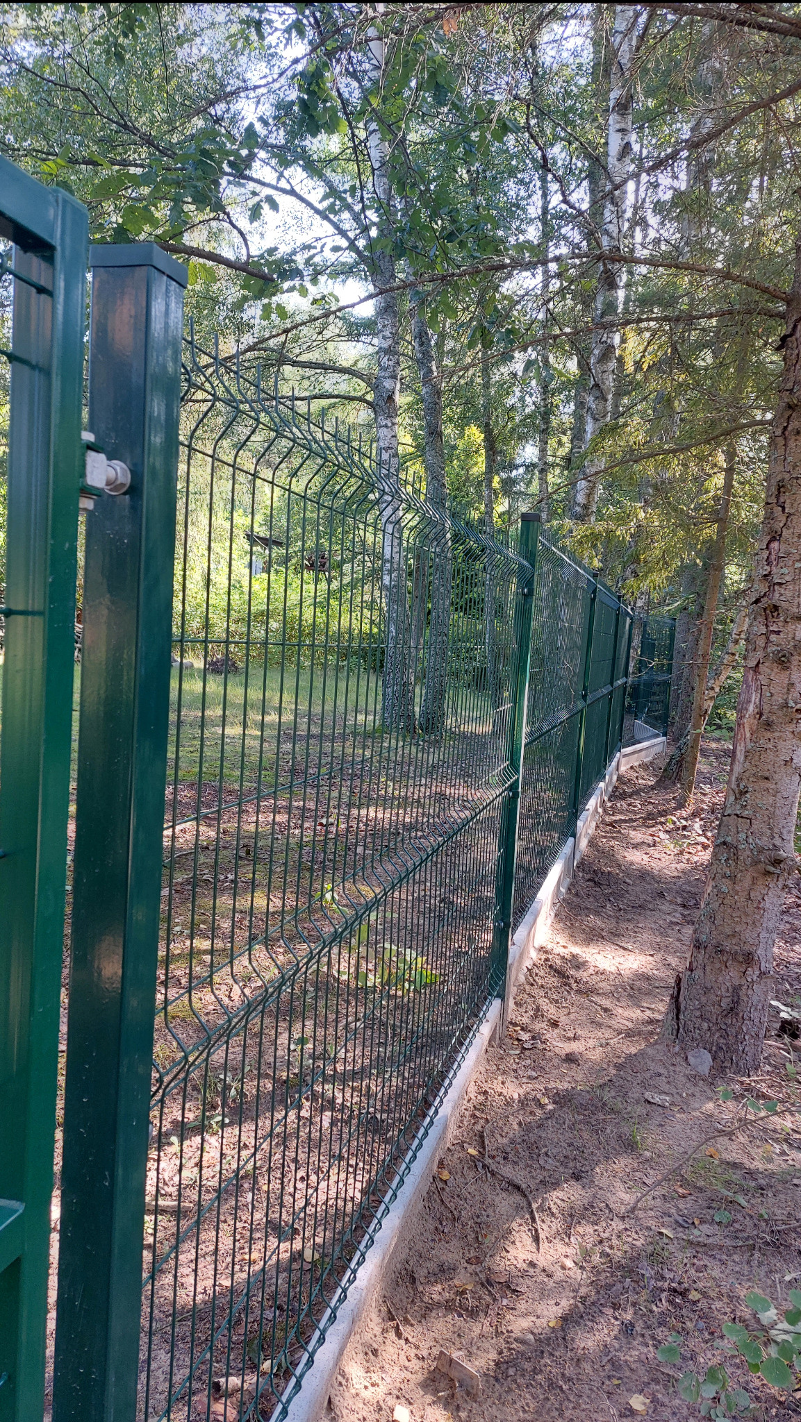 Zielone ogrodzenie z siatki panelowej na betonowej podmurówce, biegnące wzdłuż leśnej działki z brzozami i sosnami.
