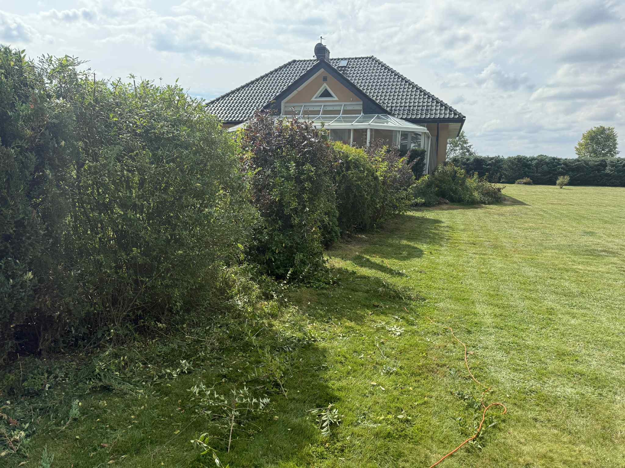 Przycięte krzewy wzdłuż trawnika przed domem w Jelcz-Laskowice. Widoczne świeżo ścięte gałęzie. Dom z oranżerią w tle.