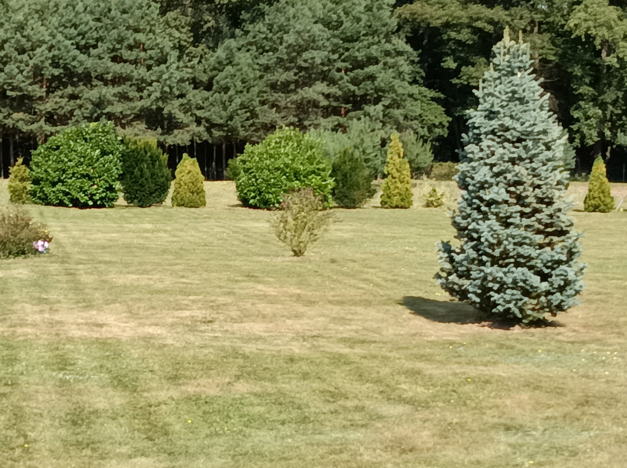 Uporządkowany ogród z równo przyciętym trawnikiem, formowanymi krzewami i drzewami iglastymi na tle gęstego lasu, ukazujący efekt pielęgnacji.