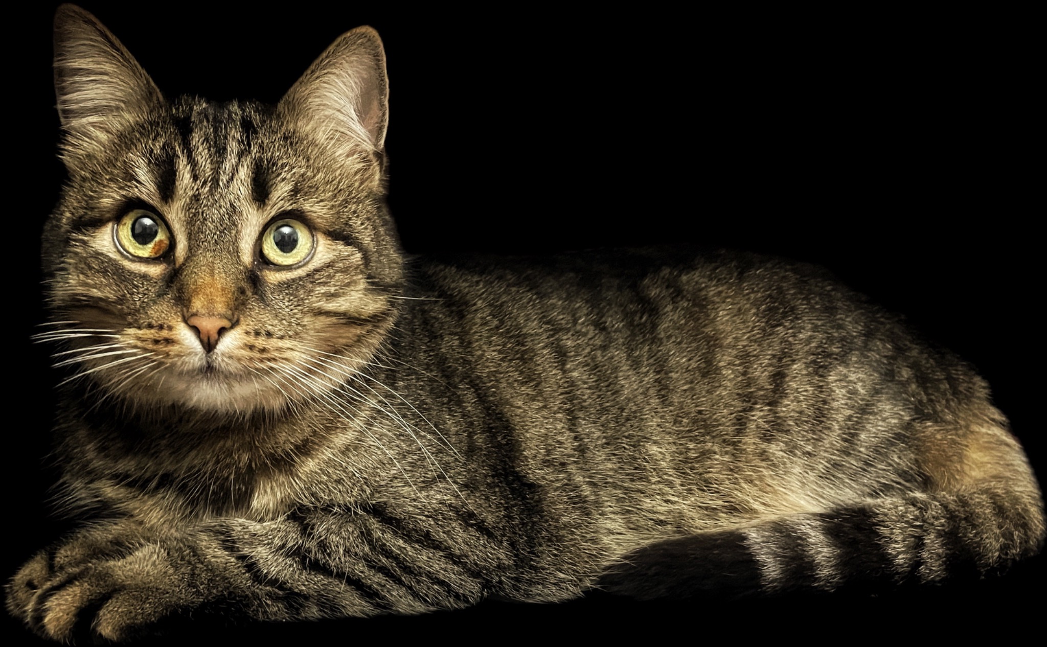 Portret pręgowanego kota leżącego na czarnym tle, z ostrym oświetleniem eksponującym jego futro i zielone oczy.